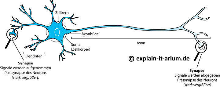 Darstellung Zellkern Synapse